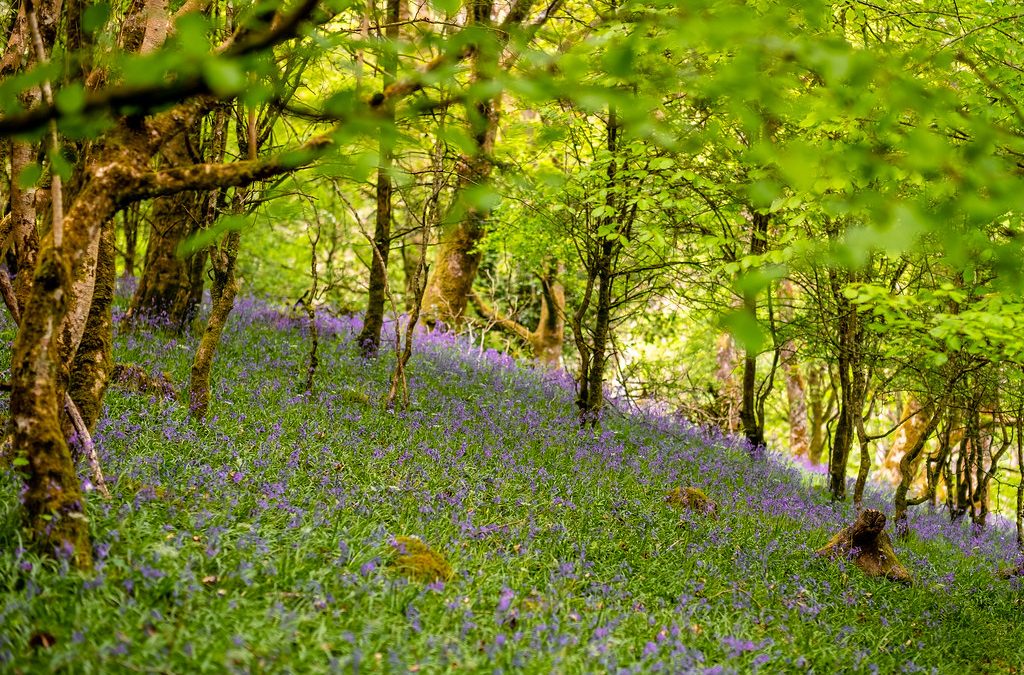 Portumna Forest Park