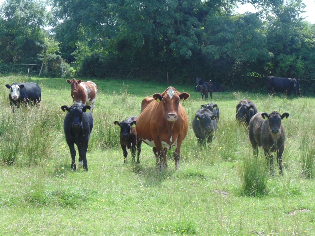 Cows at Cloncannon Biofarm